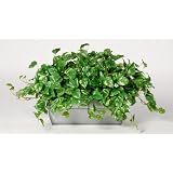 House of Silk Flowers Artificial Pothos Ledge Plant in Zinc Cont. 33w x 19h by House of Silk Flowers