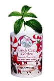 Candy Cane Peppermint Garden - Blooming Gifts