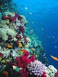 Huge Biodiversity in Living Coral Reef, Red Sea, Egypt Art Photographic Poster Print by Lousie Murray, 30x40
