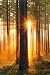 Scenery Posters: Forest Sunbeams - Poster - 91.5x61cm Photography Poster Print, 24x36 Scenery Posters: Forest Sunbeams - Poster - 91.5x61cm Photography Poster Print, 24x36