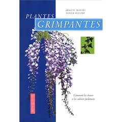 Plantes grimpantes : Comment les choisir et les cultiver facilement