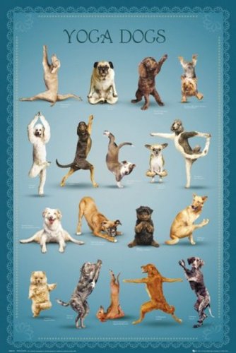 1art1 54459 Hunde - Yoga Dogs, Herabschauender Hund Poster, 91 x 61 cm Preisvergleich