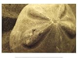 3 Sea Shell Prints Conch Starfish Pictures Sand Dollar Posters