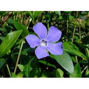 blue periwinkle flowers for shade