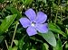 Myrtle 4 Plants - Periwinkle/Vinca - Hardy Groundcover