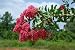 Crepe Myrtle Tree - 24