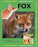 Red fox