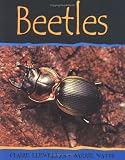 Beetles (Minibeasts)