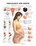 Chart - Pregnancy and Birth