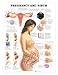 Pregnancy and Birth Chart