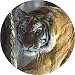 Kitchen & Housewares : TIGER in SNOW Fridge Magenet