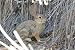 Desert Hare 20x30 poster - Photos - 21699-9P2030