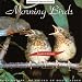 Morning Birds