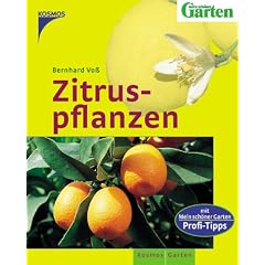 Zitruspflanzen