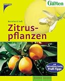 Zitruspflanzen