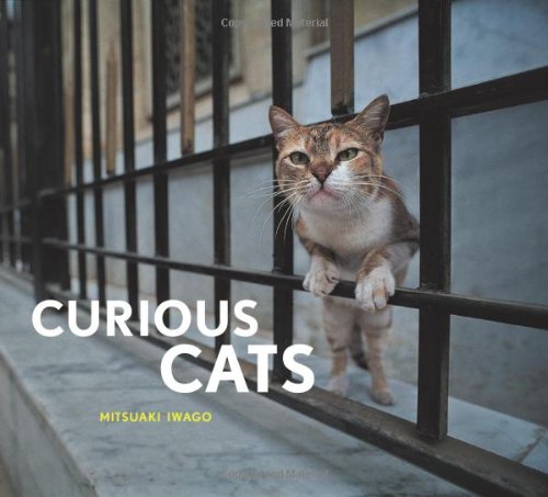 Curious Cats
