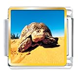 Desert Turtle Animal Photo Italian Charms Bracelet Link