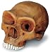 Neandertal Cranium Replica
