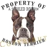 Boston Terrier 