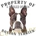   - Boston Terrier 