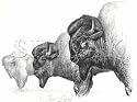 "The Stand" Original Bison hand drawing by Shivak