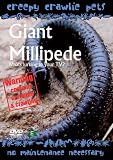 Creepy Crawlie Pets - Giant Millipede