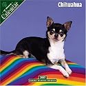 Chihuahua 2007 Wall Calendar