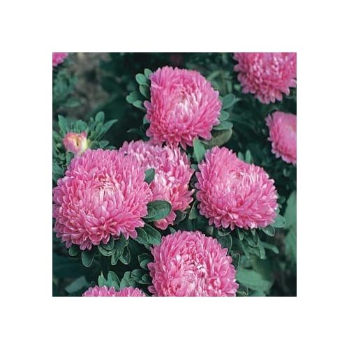 Pink Aster Annual Flower Seeds pink aster annual flower seeds