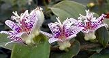 Spotted Japanese Toad Lily 10 Seeds-Tricyrtis maculata - FREE SHIPPING ON ADDITIONAL HIRTS SEEDS