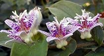 Spotted Japanese Toad Lily 10 Seeds-Tricyrtis maculata - FREE SHIPPING ON ADDITIONAL HIRTS SEEDS