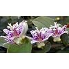 Spotted Japanese Toad Lily 10 Seeds-Tricyrtis maculata