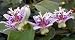 Spotted Japanese Toad Lily 10 Seeds-Tricyrtis maculata - FREE SHIPPING ON ADDITIONAL HIRTS SEEDS