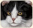 Black & White CAT Pillow &copy;Adeline Halvorson