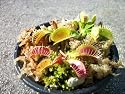 3 Small Venus Flytrap (Fly Trap) Carnivorous Plant 3 Inch Pot