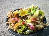 Sale 3 Small Venus Flytraps (Fly Trap) Carnivorous Plant 3 Inch Pot by JoelsCarnivorousPlants