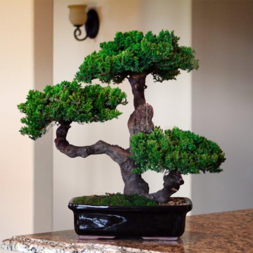 Forever Green Art Preserved Monterey Bonsai, Triple