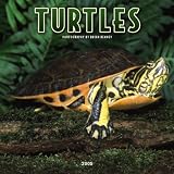 Turtles 2005 Calendar