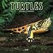 Turtles 2005 Calendar