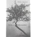 Der Baum bl�ht trotzdem