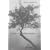 Der Baum bl�ht trotzdem