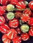 Cucurbitaceae '98: Evaluation and Enhancement of Cucurbit Germplasm