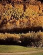 Aspens Over Vail Photograph - Beautiful 16"x20" Photographic Print by Carol M. Highsmith