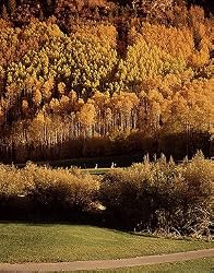 Aspens Over Vail Photograph - Beautiful 16"x20" Photographic Print by Carol M. Highsmith