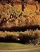 Aspens Over Vail Photograph - Beautiful 16"x20" Photographic Print by Carol M. Highsmith