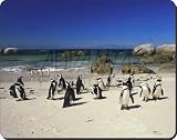 Beach Penguins Computer Mouse Mat