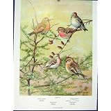 Redpoll のより大きい共通の古めかしい Holboells の鳥色