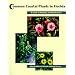 Common Coastal Plants in Florida: A Guide to Planting and Maintenance