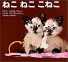 ねこねここねこ (グラビアンスキーの絵本)