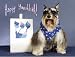 schnauzer35 - Pet Star Hanukkah Cards Schnauzer with Dreidel