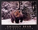 Grizzly Bear II 16 x 20 Animals Art Print Posters
